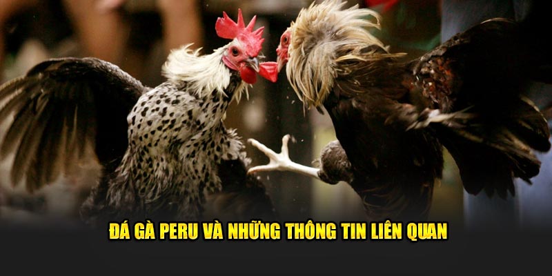 Đá gà Peru và những thông tin liên quan