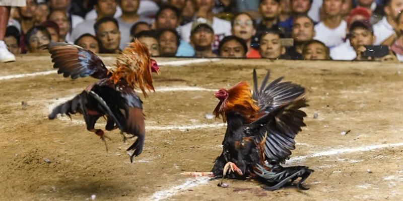 Bất kỳ loại hình đá gà Kubet88 đều nhận được sự hưởng ứng nhiệt tình