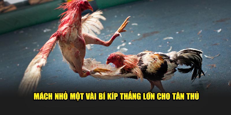 Mách nhỏ một vài bí kíp thắng lớn cho tân thủ