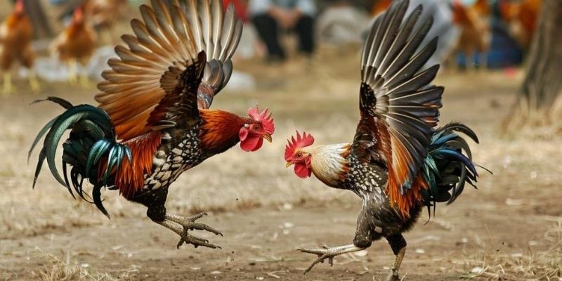 Đá gà Kubet88 hợp tác thường xuyên với các trường gà trong nước và quốc tế