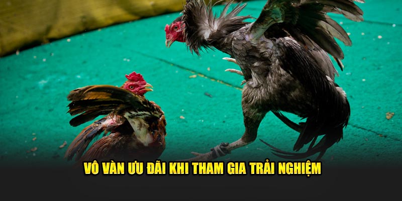Vô vàn ưu đãi, lợi ích khi tham gia trải nghiệm