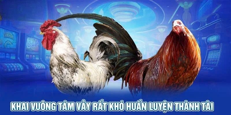 Khai vuông tám vảy là loại gà xấu mà người chơi nên tránh