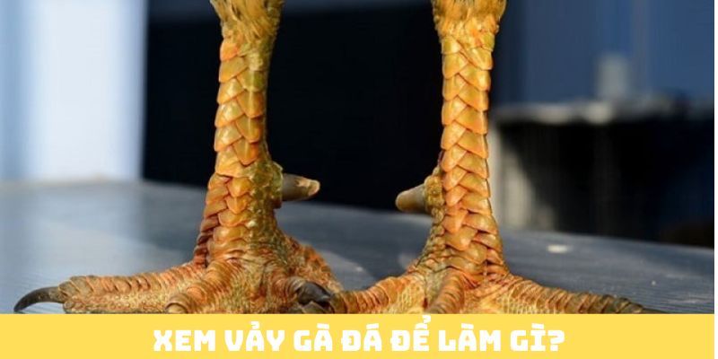 Xem vảy gà đá để làm gì?